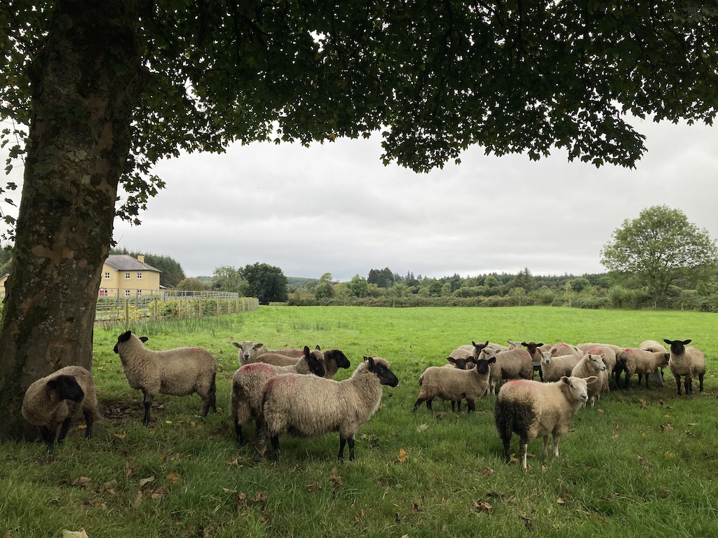 Ierse Schapen
